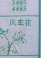 梦到风车花对应的排列五号码图示