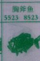 梦到胸斧鱼对应的排列五号码图示